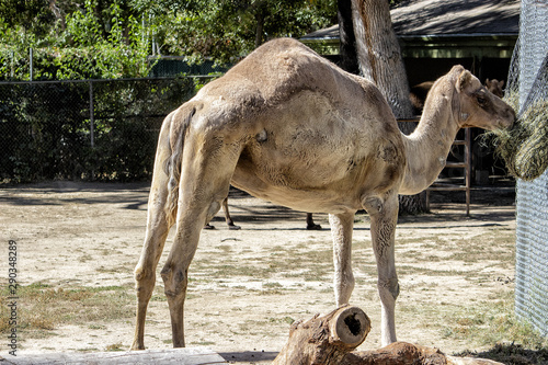 Bactrian Camel. Camel standing over and eating from feed bag.