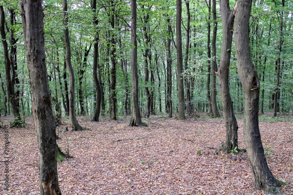 Naklejka premium Road entering a deciduous forest