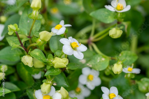 Princess White Exacum or Royal Dane White Exacum flowers grown at greenhouse photo