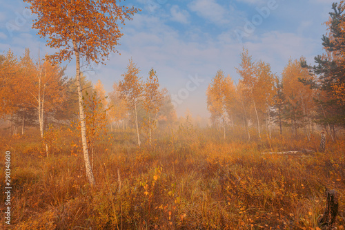 Beautiful autumn misty morning landscape. Yellow trees and high grass at scenic meadow.