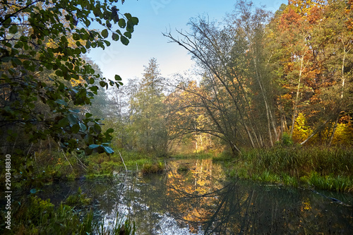Autumn landscape at sunny day. Morning forest with yellow foliage, calm swamp river. Nature in Belarus
