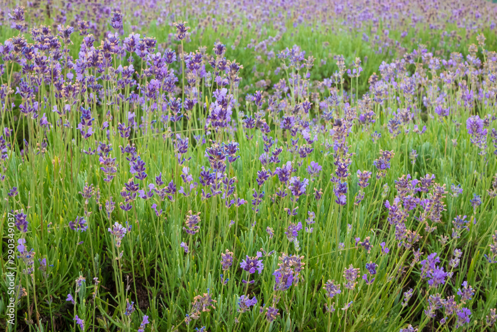 Obraz premium Lavender Fields