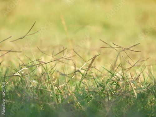 Green grass in forest with sunrays