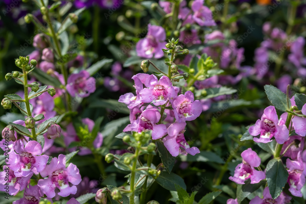 Summer Snapdragon (Angelonia angustifolia) flowers grown at greenhouse