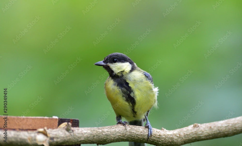 Great tit eats sunflower seed on a tree branch Great tit eats sunflower seed on a tree branch