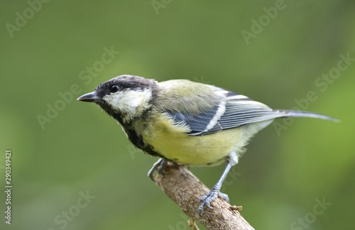 Close up of great tit with sunflower in the beak in garden