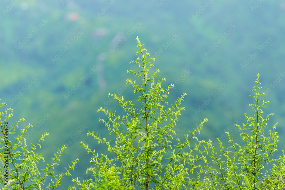 fern in forest