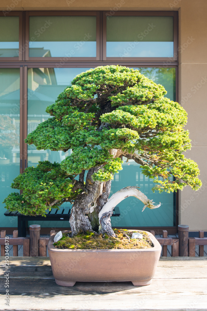 Japanese bonsai tree in Omiya bonsai village at Saitama, Japan Stock