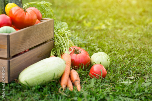 Konstfotografi Vegetables in wooden box at the garden, outdoor