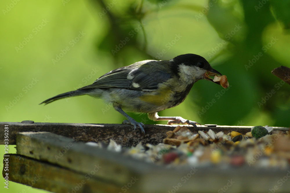 Fototapeta premium Great tit eats sunflower seed on a tree branch