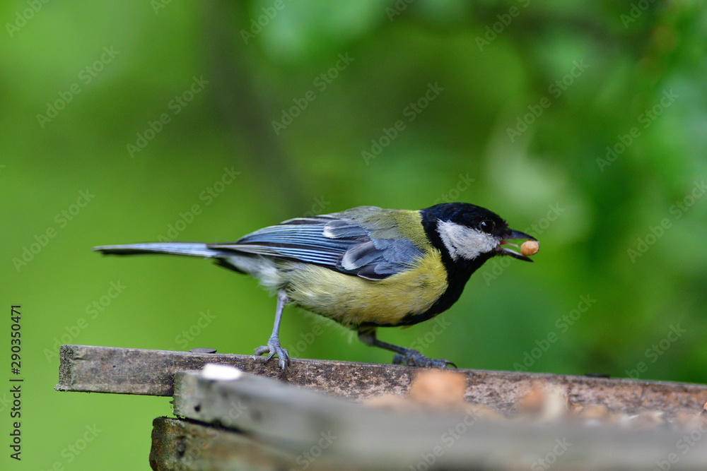 Fototapeta premium Great tit eats sunflower seed on a tree branch