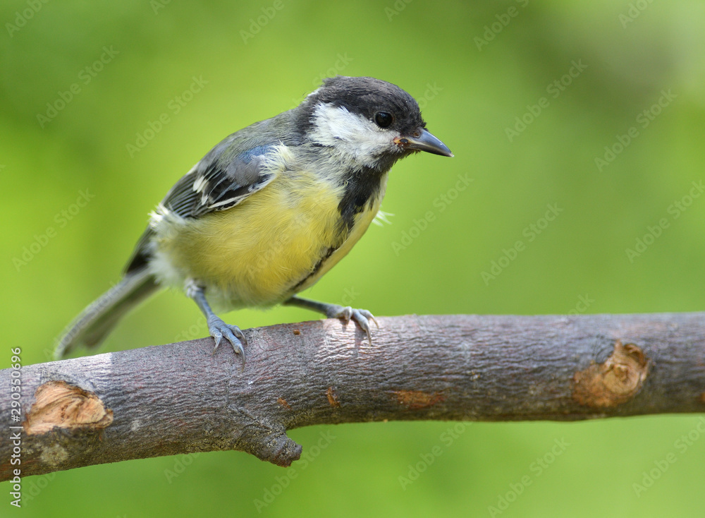 Naklejka premium Portrait of a great tit sitting on a tree branch