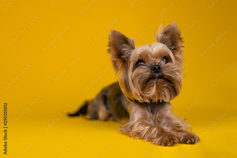 Yorkshire Terrier dog on a yellow background... - obrazy, fototapety, plakaty 