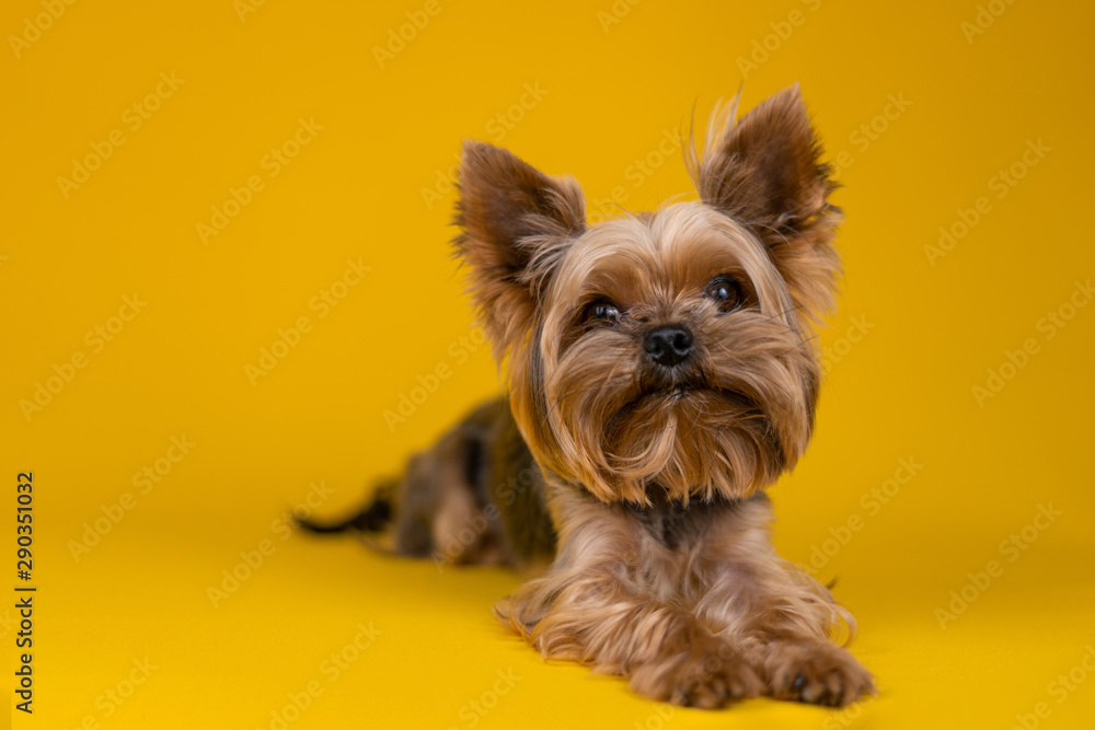 Fototapeta premium Yorkshire Terrier dog on a yellow background...