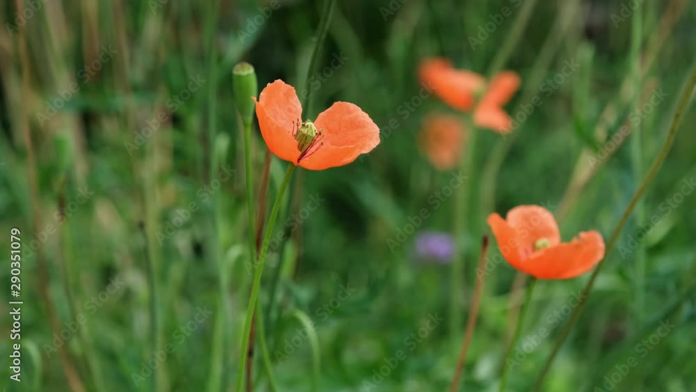 Poppy flowers waving in a breeze in Raleigh, North Carolina. Slow motion. Poppy flowers waving in a breeze in Raleigh, North Carolina. Slow motion.