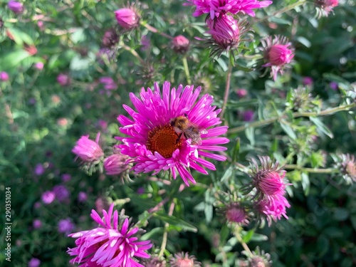flowers in garden