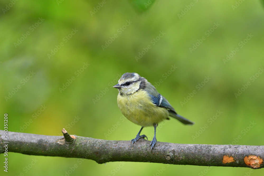 Obraz premium Great tit eats sunflower seed on a tree branch