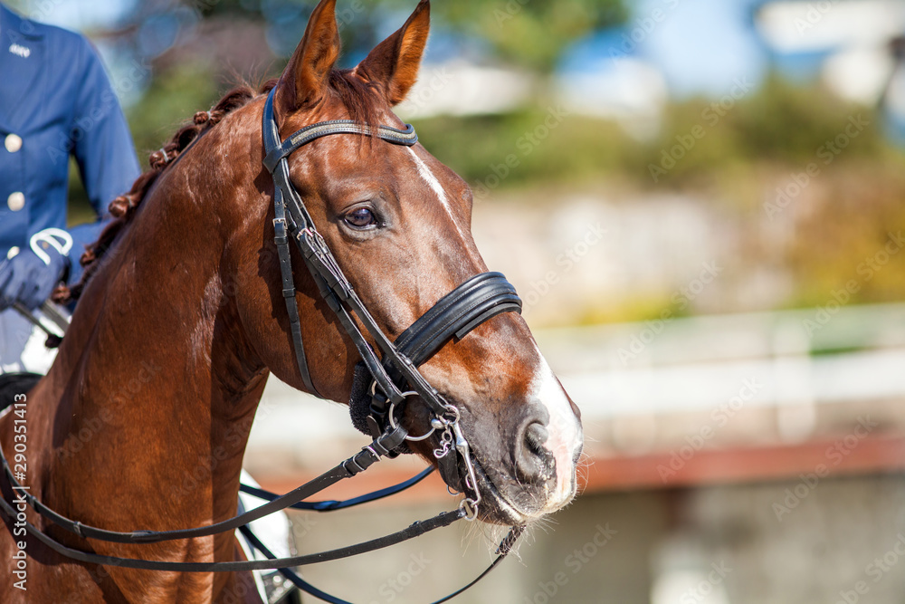Fototapeta premium Czerwony koń sportowy z uzdą i jeźdźcem na nim.