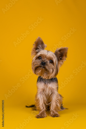 Yorkshire Terrier dog on a yellow background