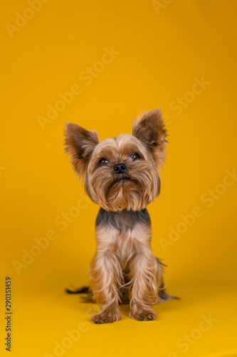 Yorkshire Terrier dog on a yellow background