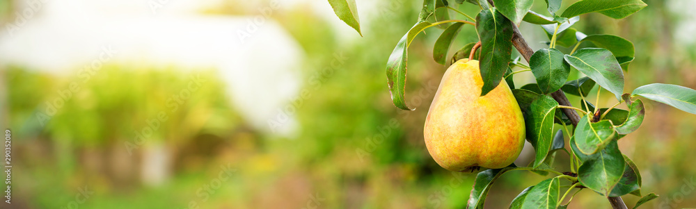 Ripe pear growing at the orchard, nobody - obrazy, fototapety, plakaty 