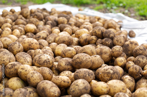 Pile of harvested and dirty potatoes. Food background.
