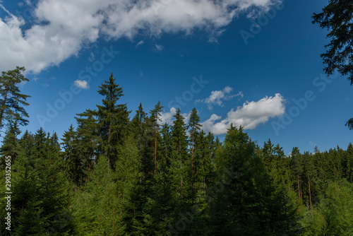 Forests in Slavkovsky les near Smrkovec old village in summer sunny day