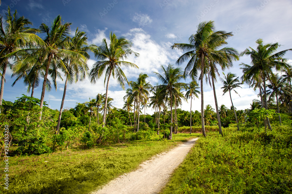 Tropical wild park with coconut palm trees. Travel destinations