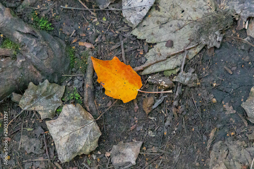 First casualties of Autumn on the woodland floor