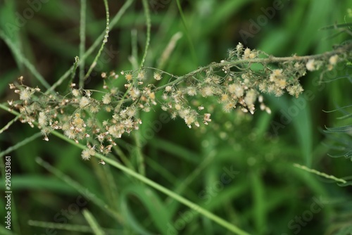 Horseweed (Erigeron canadensis) is a weed growing on the roadside or in the wasteland. © tamu