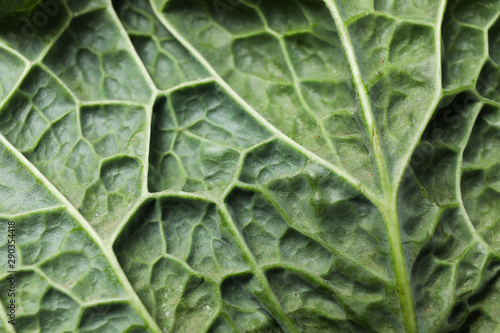 Cabbage texture on whole background, close up