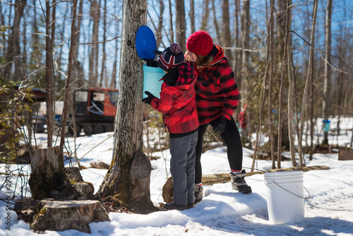 Woman and boy inspect tapped maple tree for natural healthy syrup production