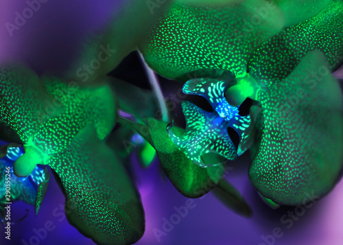 Macro of two orchids with striking unreal colours