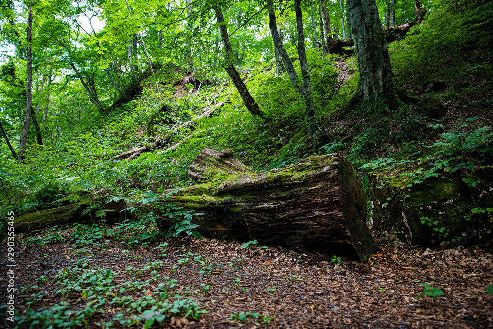 Forest of Japan