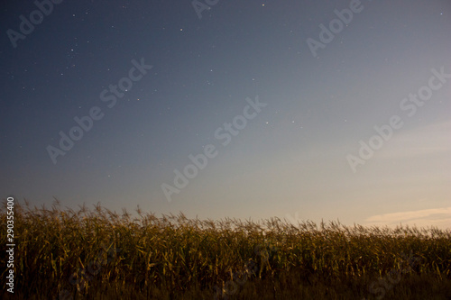 Night landscape of a corn field. prolonged exposure