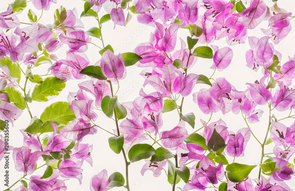 Bougainvillea Bougainvillea