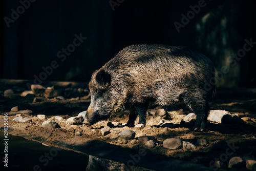 Wild pig drinking water in the river