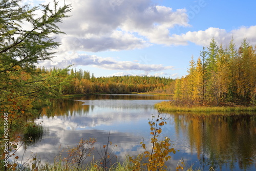 Forest lake and yellow foliage on a Sunny autumn day in Yamal