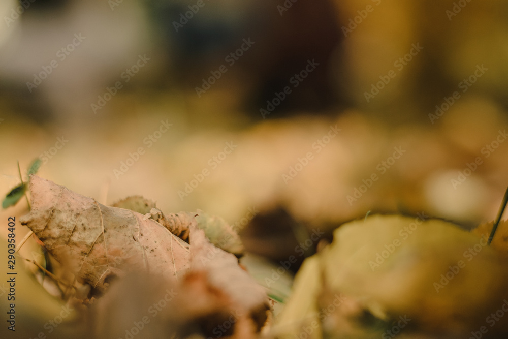 Autumn fallen yellow leaves lie on the ground. Beautiful autumn background. Autumn fallen yellow leaves lie on the ground. Beautiful autumn background.