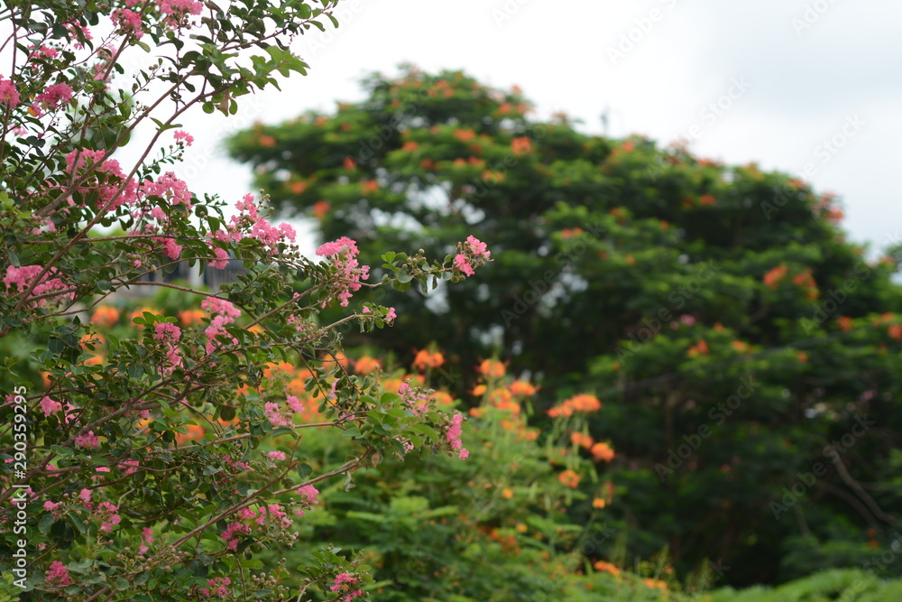 Pink Flowers in the Garden with beautiful Green Background