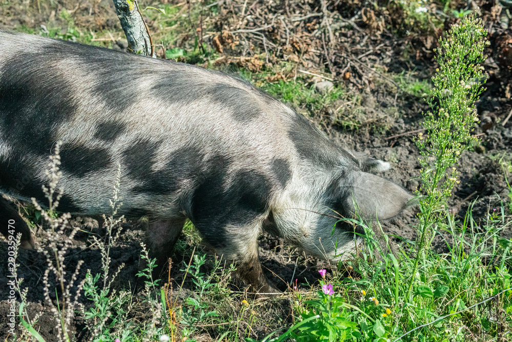 Happy grey, black and brown colored pig living free in Österlen Sweden Happy grey, black and brown colored pig living free in Österlen Sweden