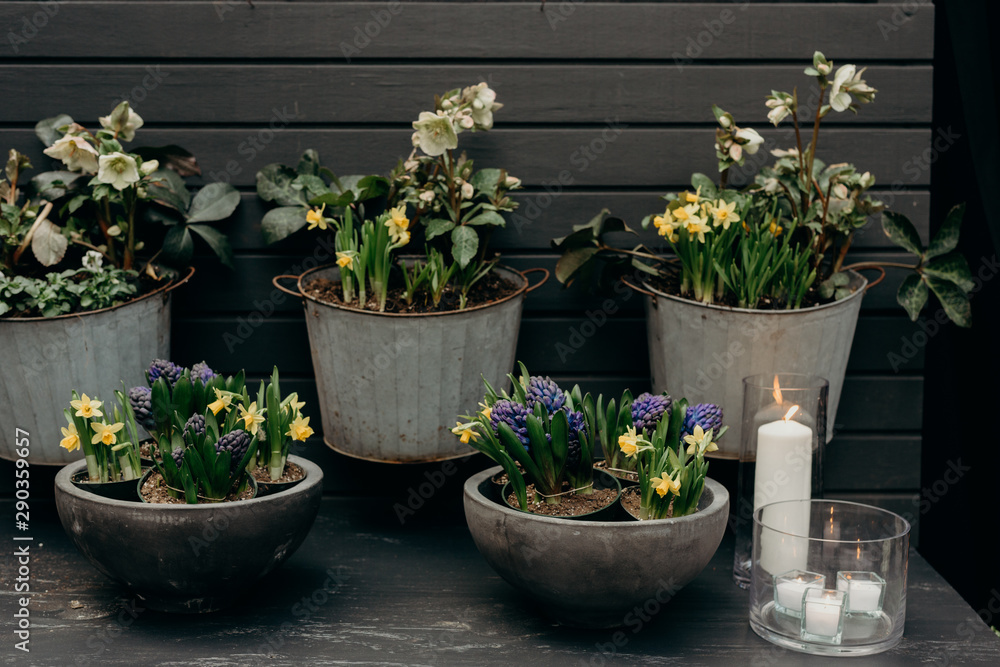 A Bunch of Potted Plants in Front of a Black Wall A Bunch of Potted Plants in Front of a Black Wall