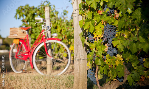 Fotografi Vigne au soleil avant les vendanges