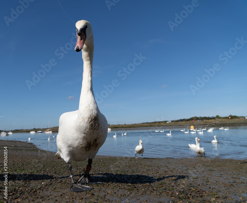 Large White Mute Swans of Hullbridge and Woodham Ferrers Battlebridge Basin on the River Crouch photo