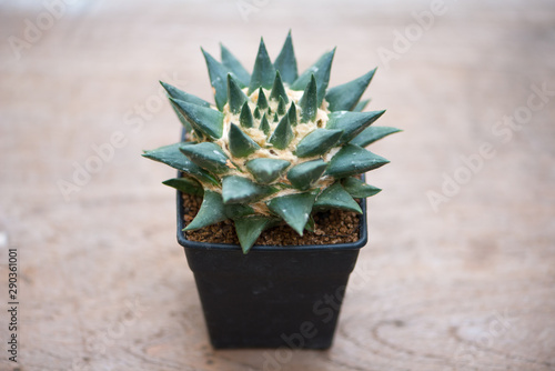 Ariocarpus fissuratus cactus in flower pot photo