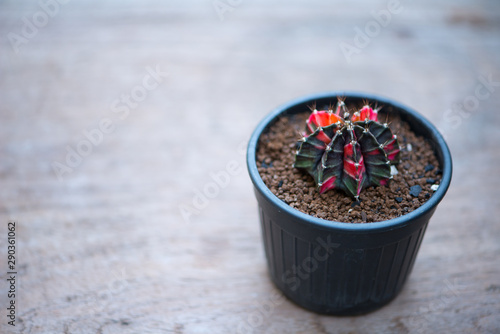 Gymnocalycium cactus in flower pot