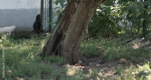 Kamerafahrt Hühner in Wiese 4k DCI