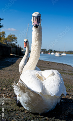 Large White Mute Swans of Hullbridge and Woodham Ferrers Battlebridge Basin on the River Crouch photo