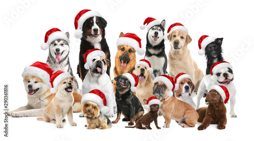 Group of adorable dogs in Santa hats on white background © New Africa
