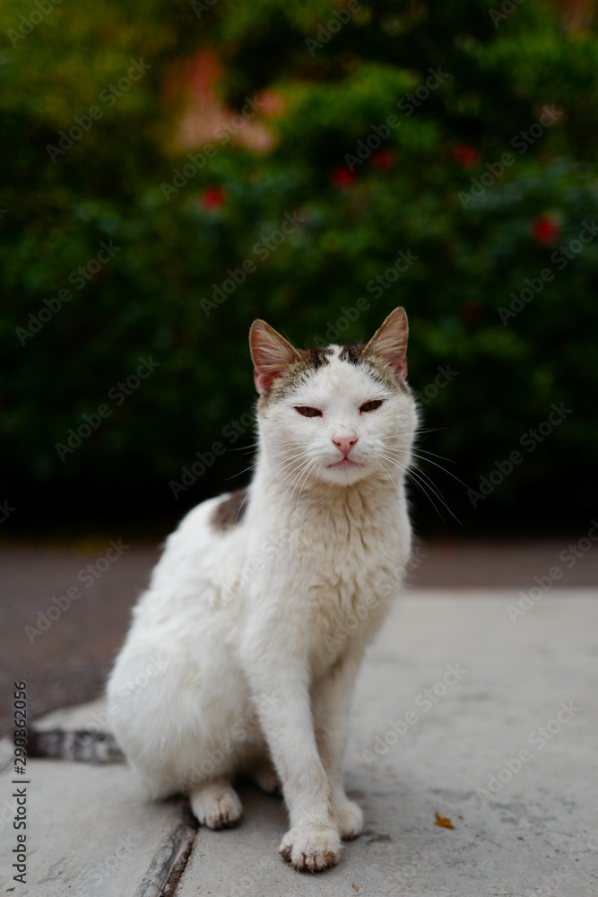 portrait of white cat sitting outdoors portrait of white cat sitting outdoors
